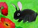 Rabbit_2