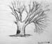 Tree_3
