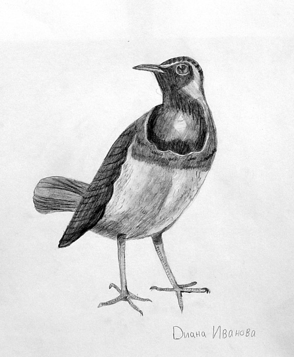 Bird