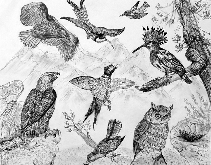 Birds