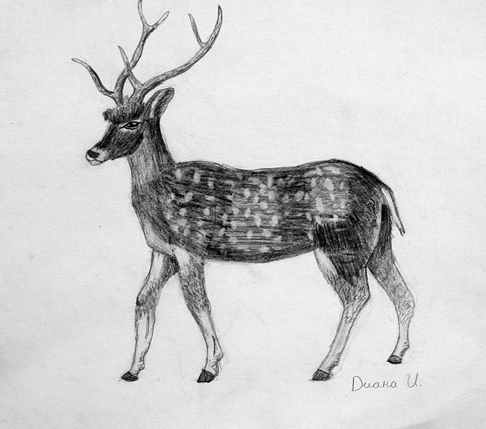 Deer