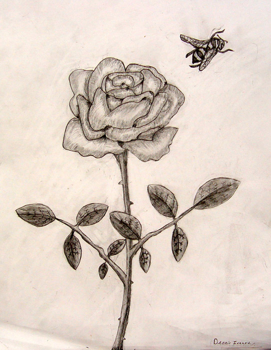 Rose