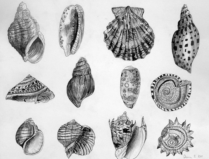 Shells