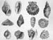 Shells