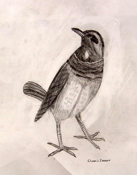 Bird