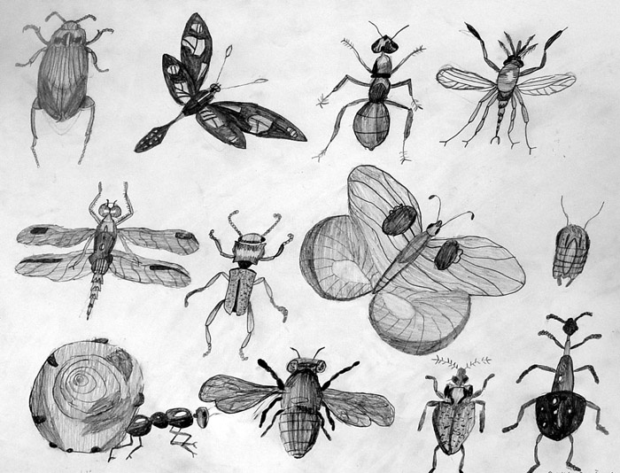 Insects