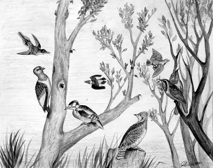 Birds_2