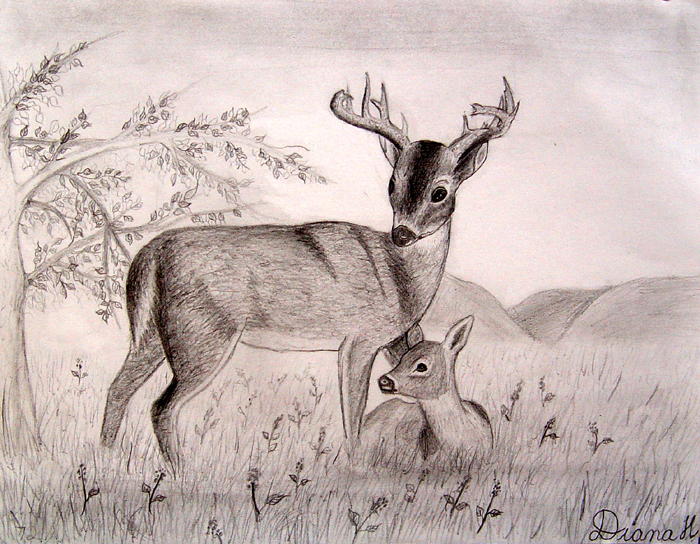 Deers