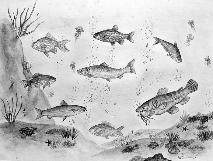 Fish