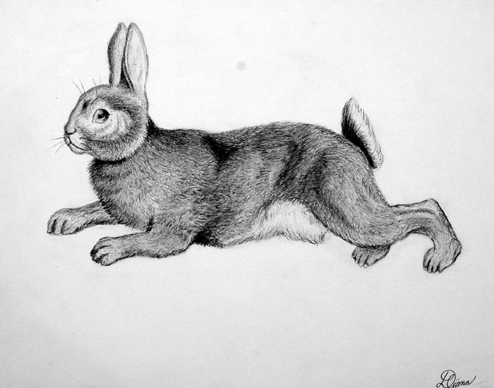 Rabbit