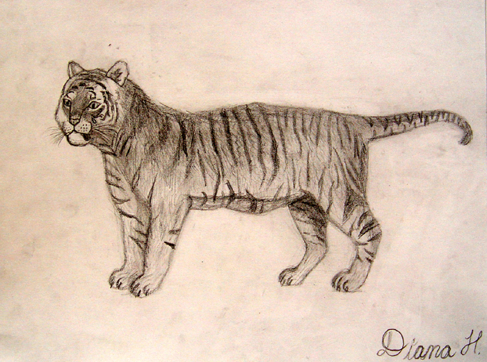 Tiger