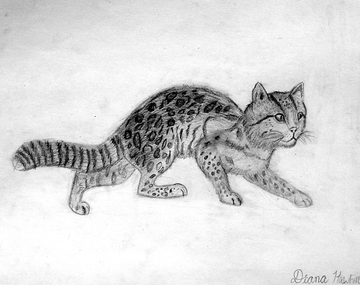 Wild cat