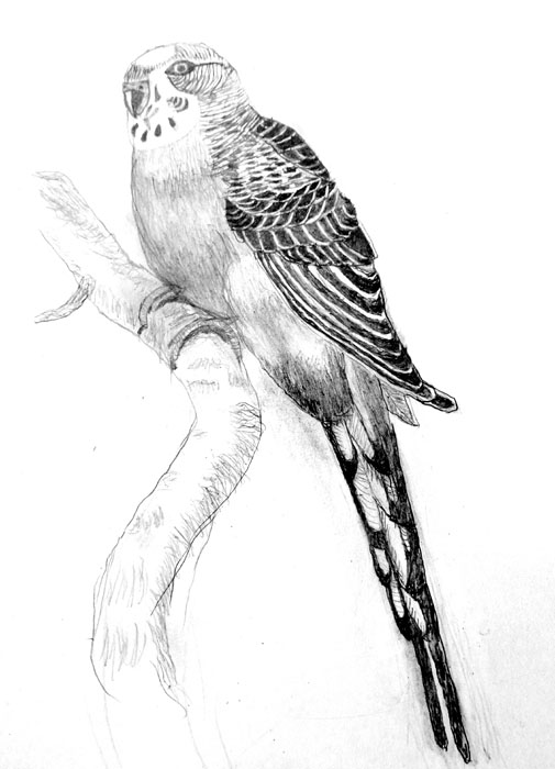 Bird