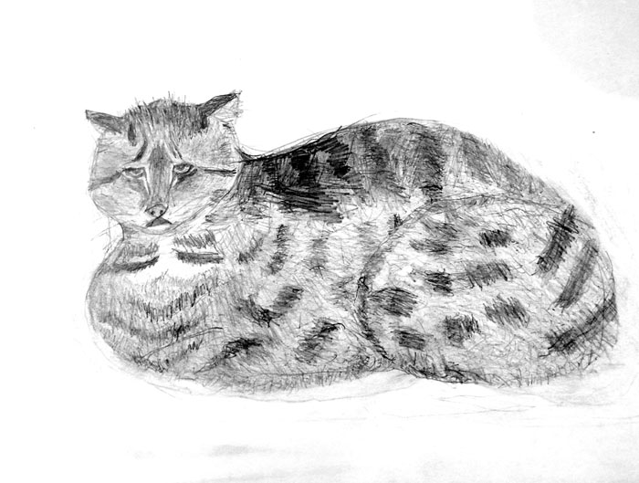 Cat