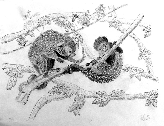 Porcupines