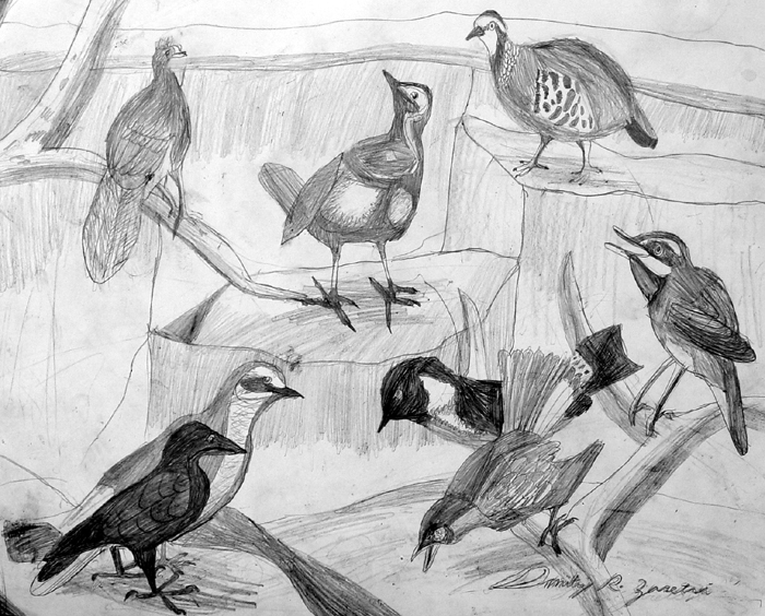Birds
