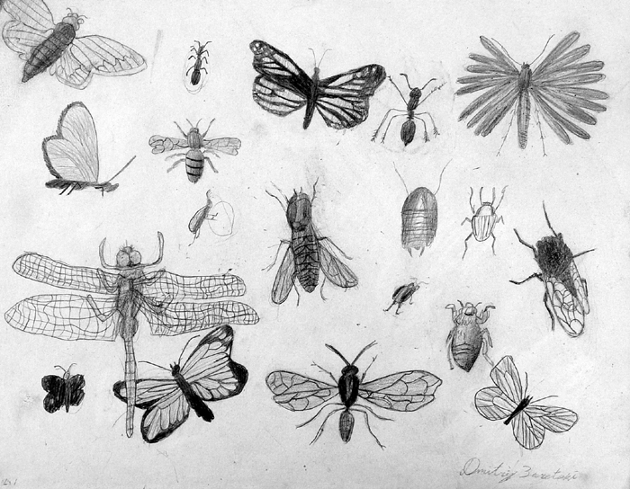 Insects