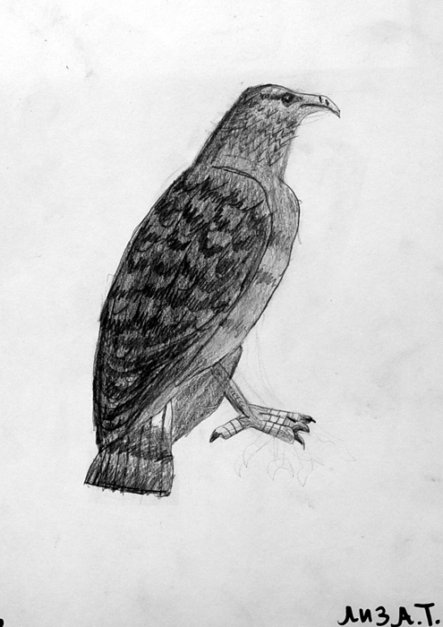 Bird_2