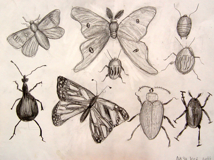 Insects