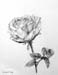 A_rose
