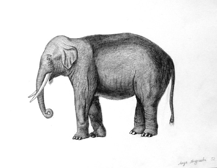 Elephant