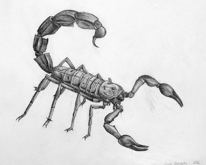 Scorpion