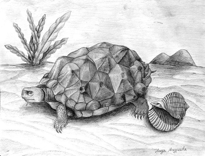 Turtle
