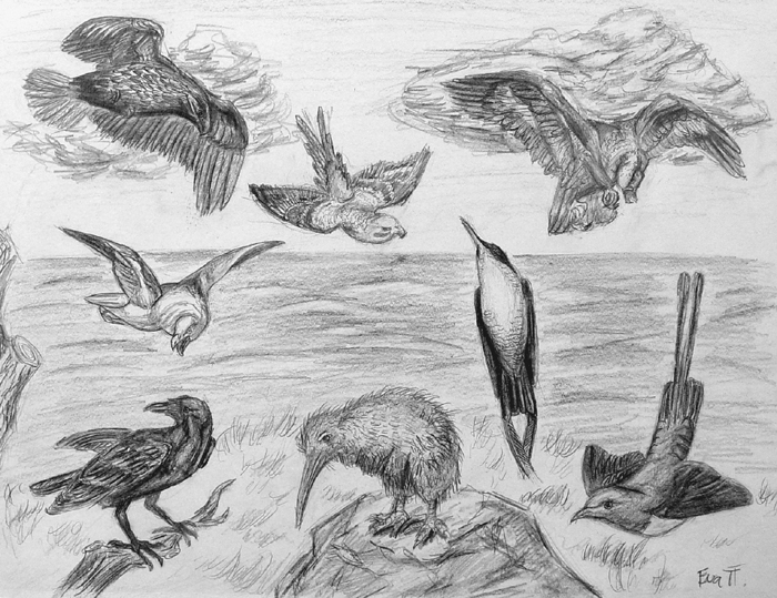 Birds