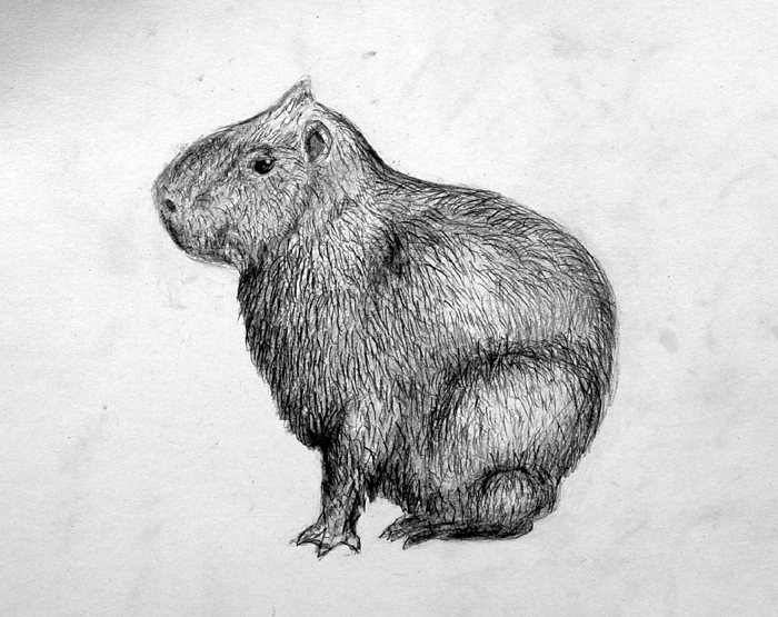 Capabara