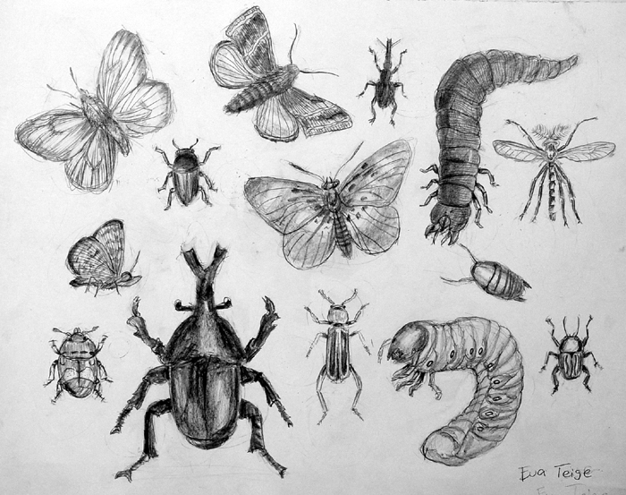 Insects