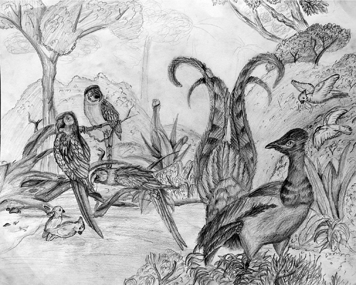 Birds