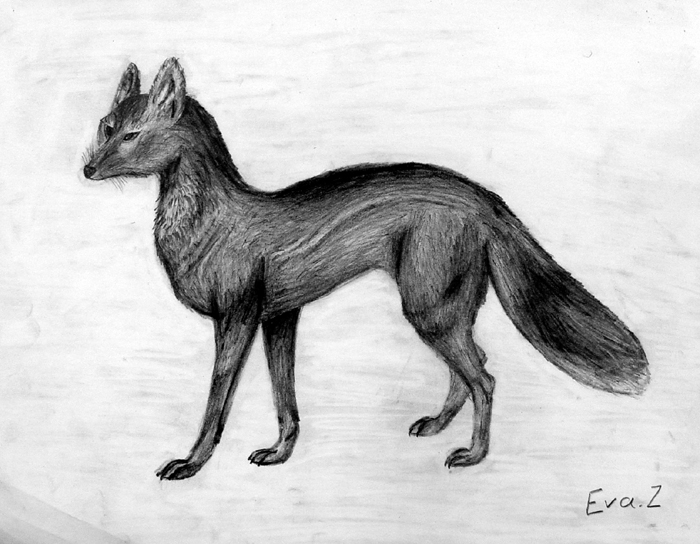 Fox