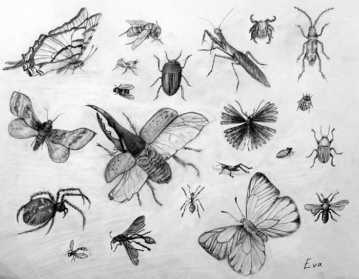 Insects
