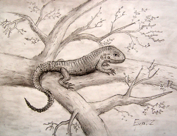 Lizard