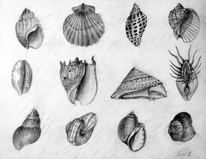 Shells