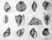 Shells