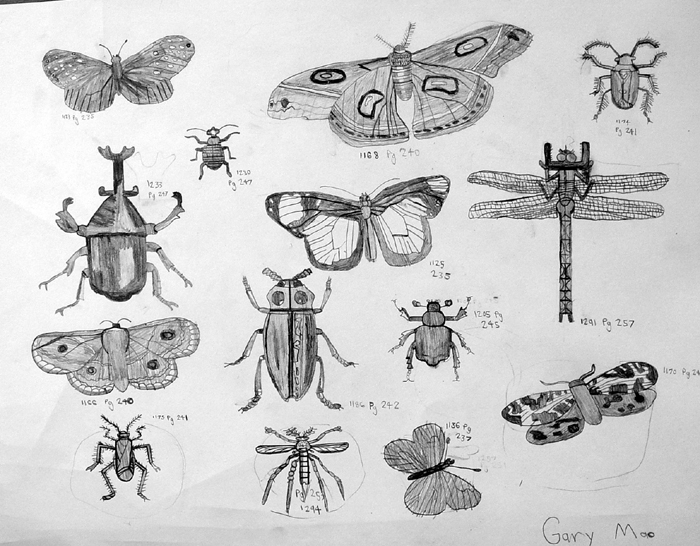 Insects