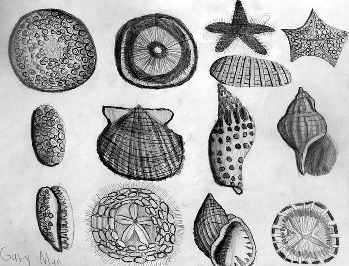 Shells