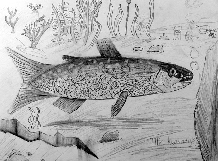 Fish