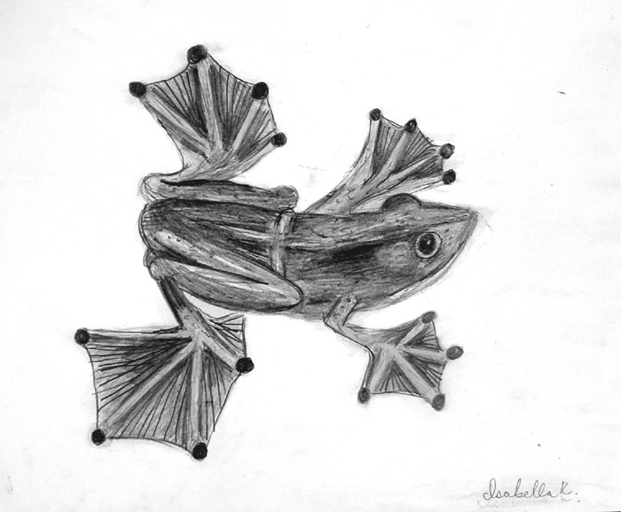 Frog