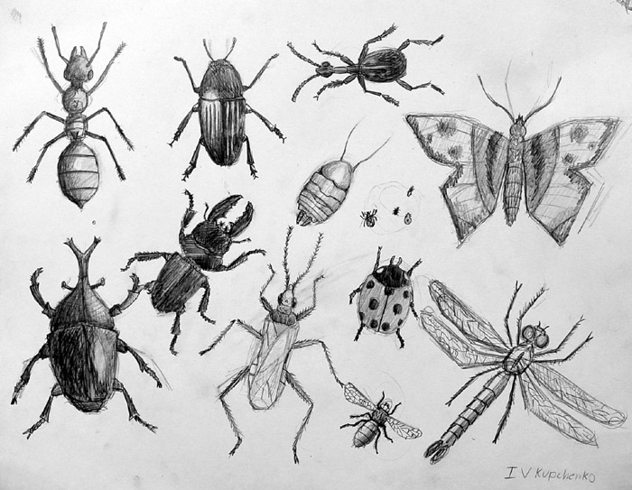 Insects