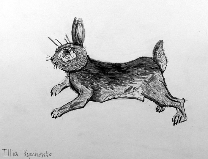 Rabbit