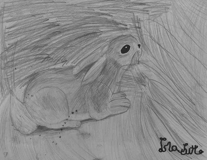 Rabbit