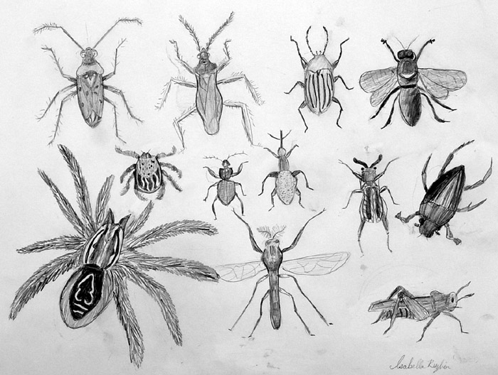Insects