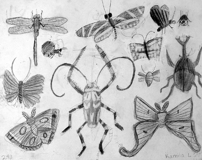 Insects
