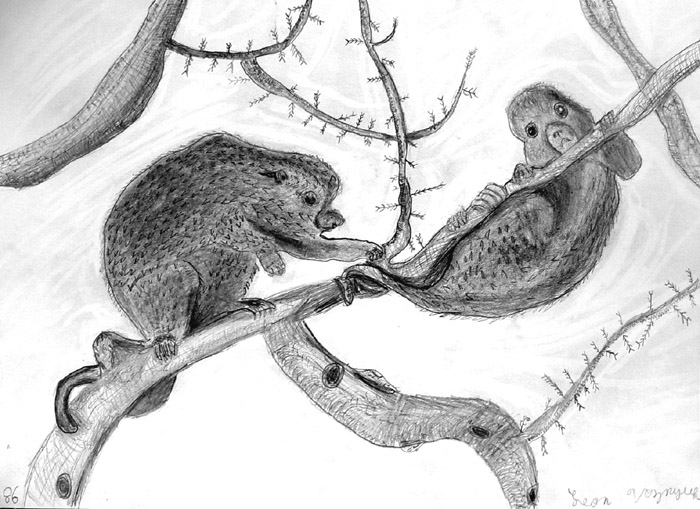 Tree_porcupines