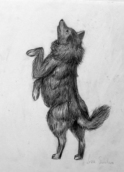 Dog