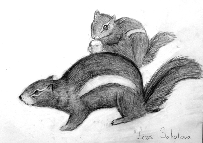 Squirrels