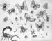 Insects