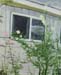 Plein-air_2020